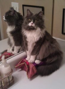 rescue cat