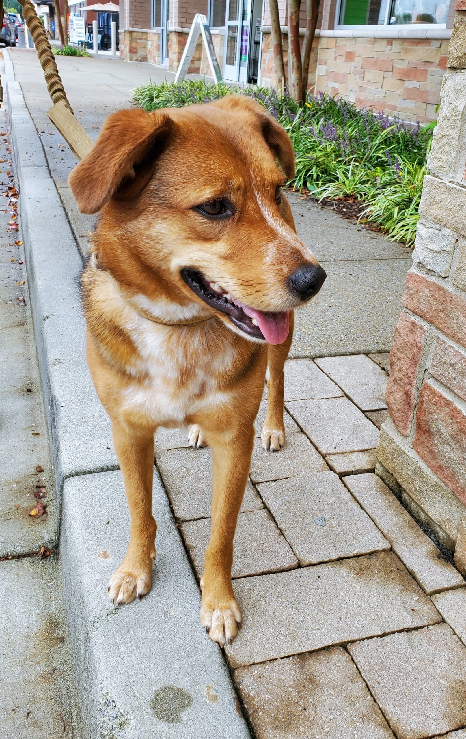 Foster | Georgia Homeless Pets